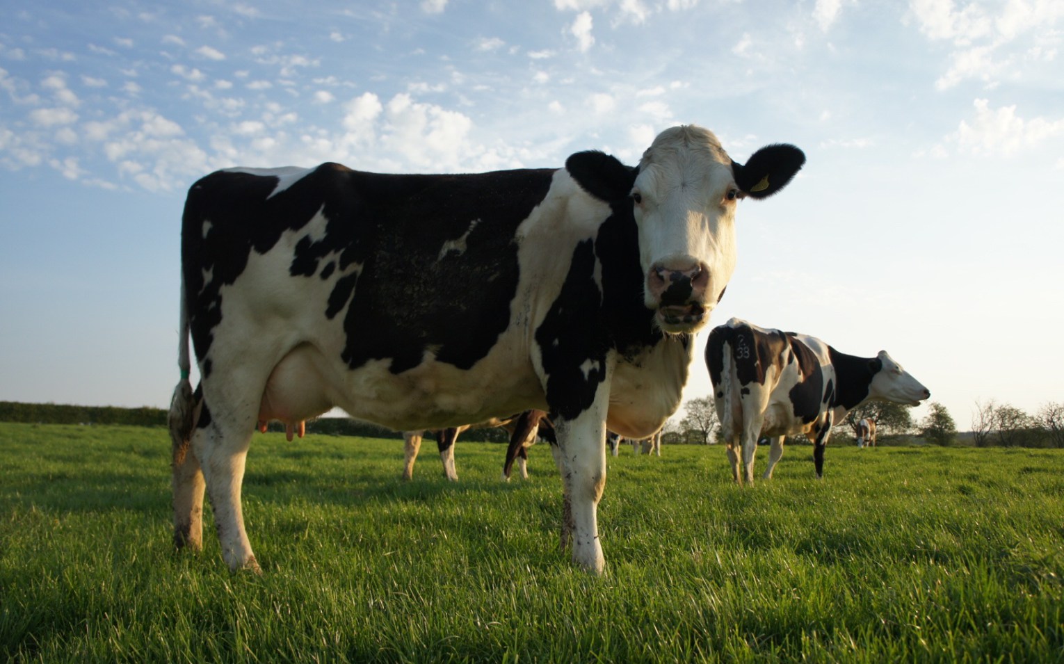 Moyden's Handmade Cheese Cows